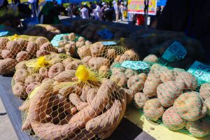 ÁNCASH: FERIA DE LA PAPA REUNIÓ A MÁS DE 35 PRODUCTORES QUE EXHIBIERON SU RIQUEZA Y DIVERSIDAD.